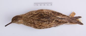 Media type: image;   Ornithology 100402